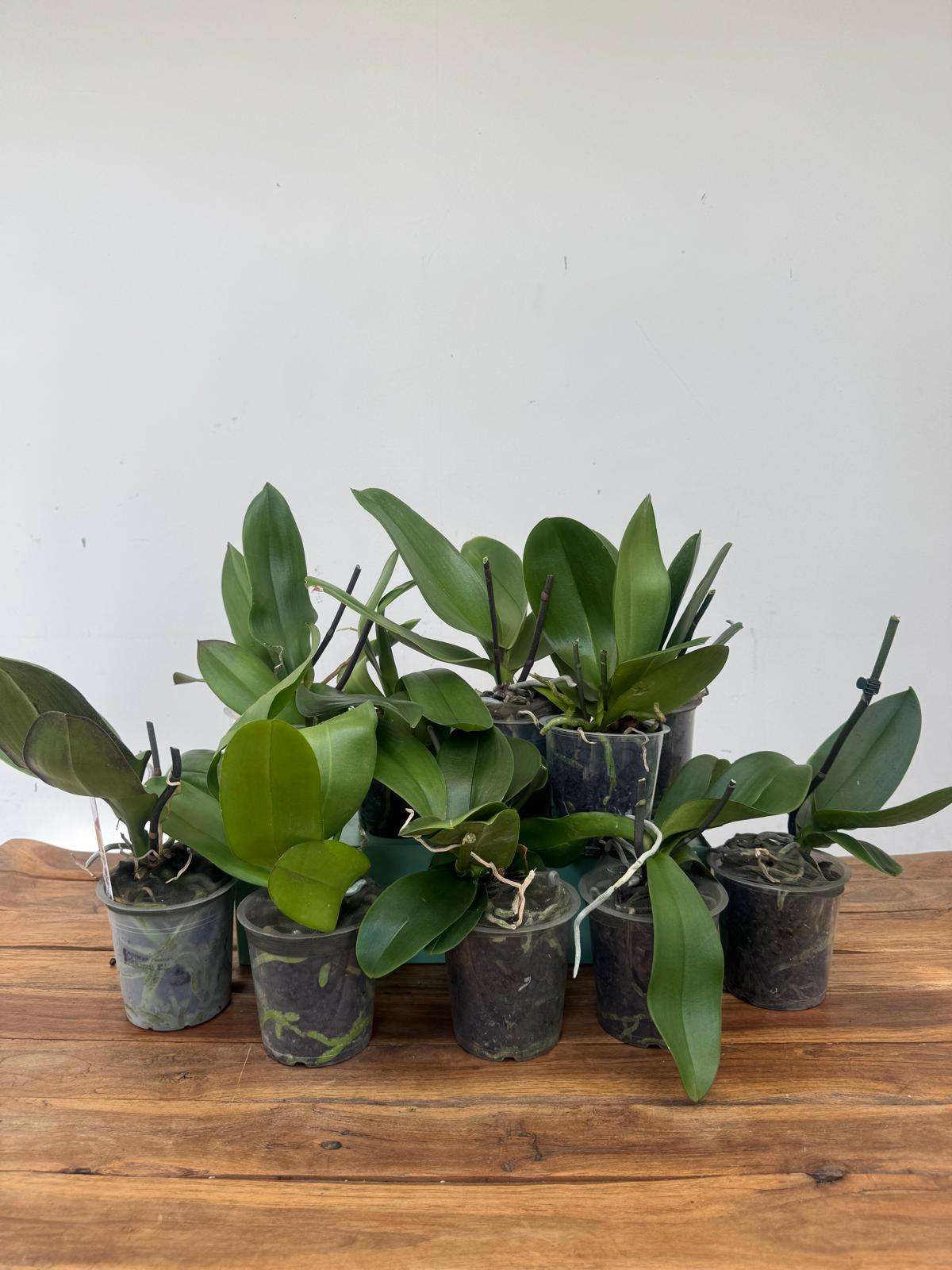 Conjunto 10 Phalaenopsis 'Sem flor' - V.12 - Image 2