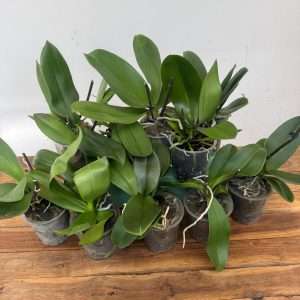 Conjunto 10 Phalaenopsis 'Sem flor' - V.12