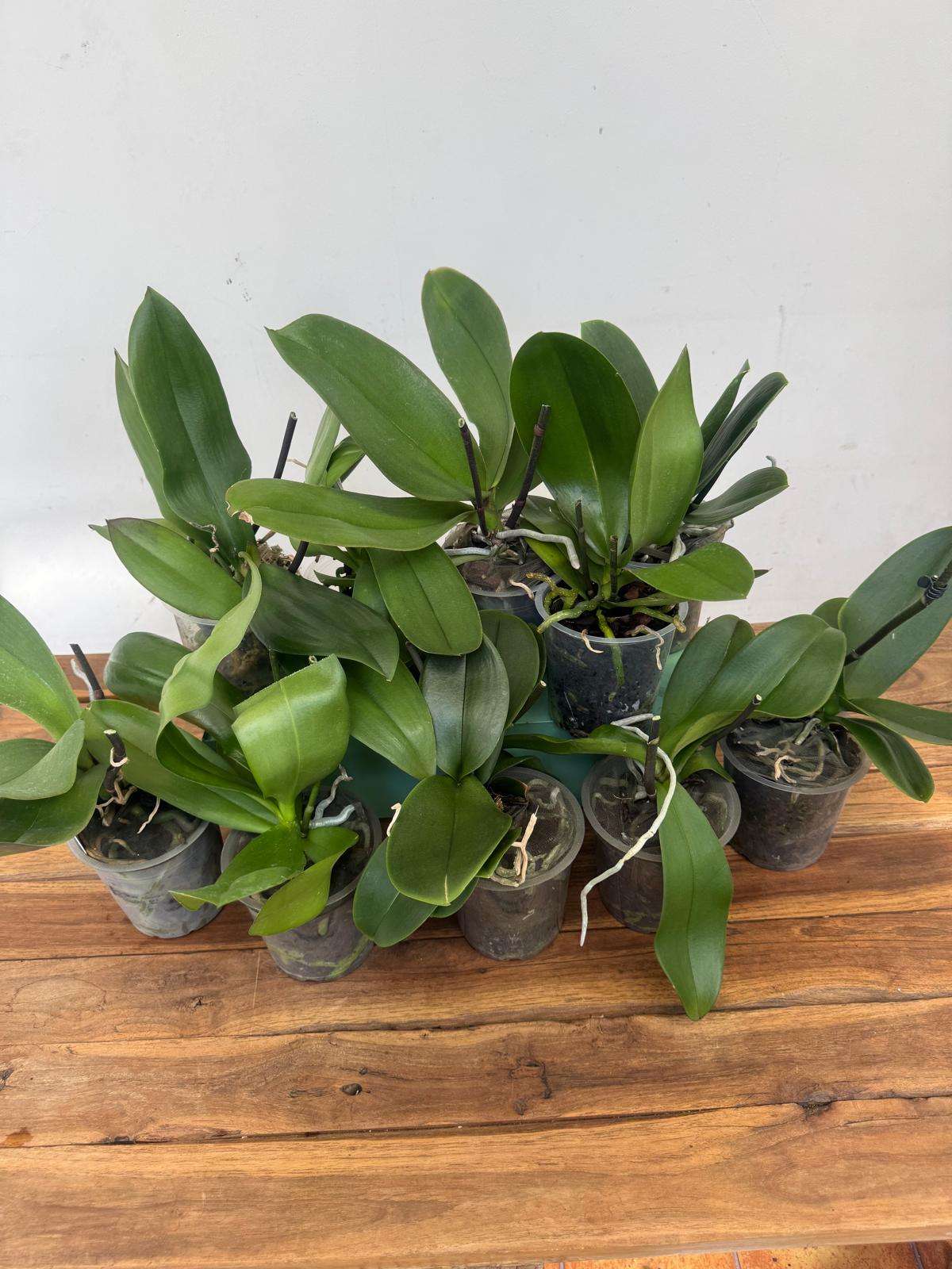Conjunto 10 Phalaenopsis 'Sem flor' - V.12