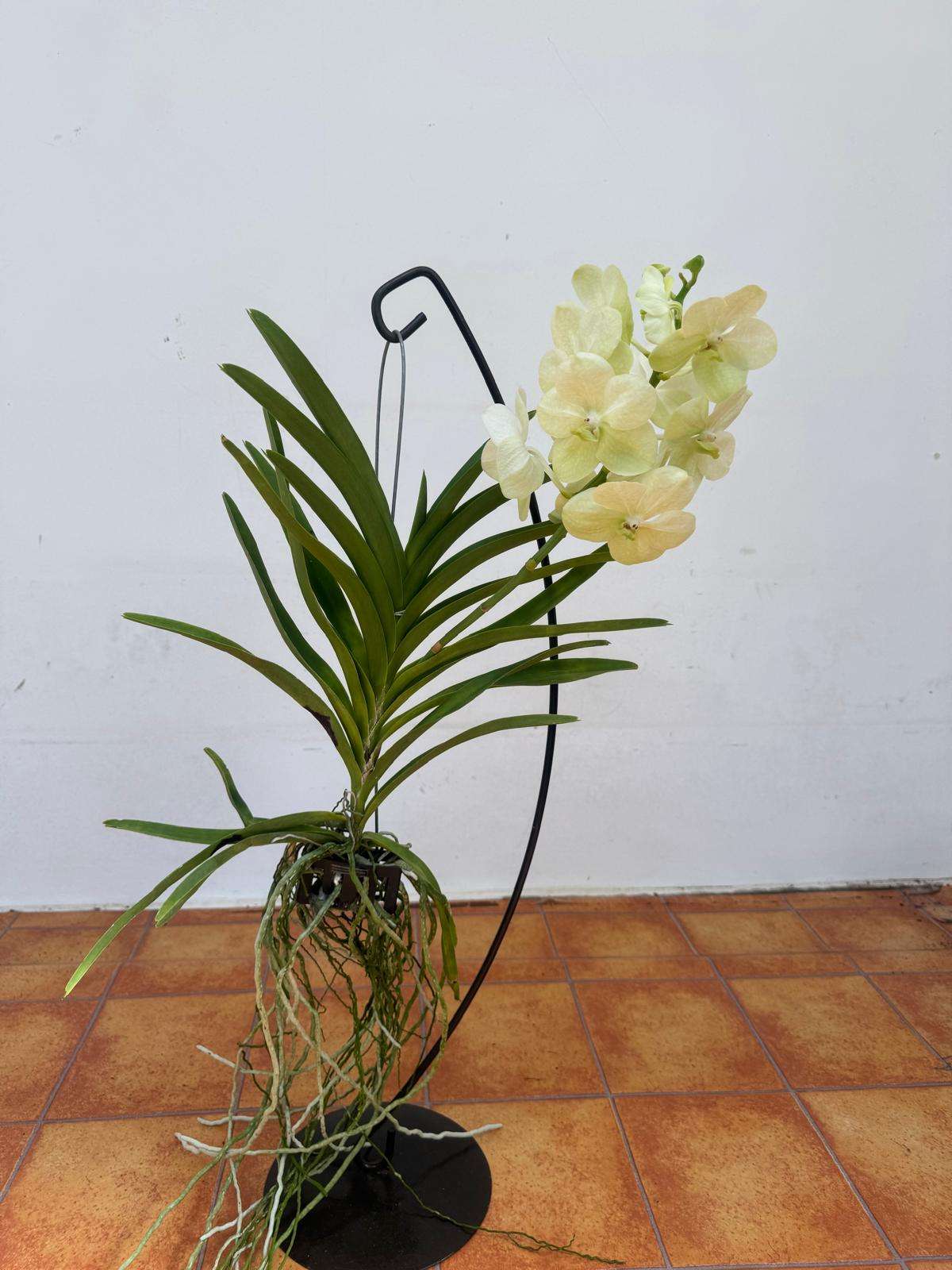 Vanda Hybriden - Image 2