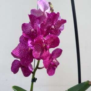 Vanda Hybriden
