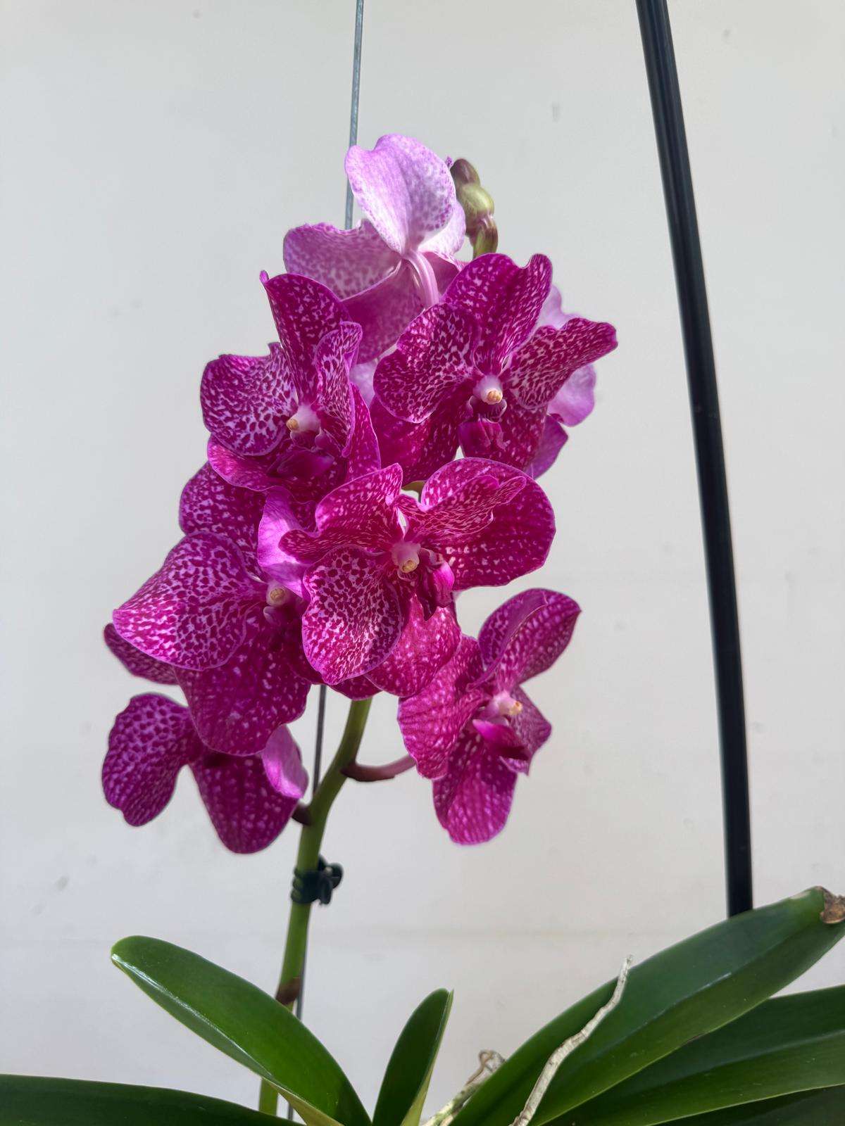 Vanda Hybriden