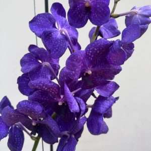 Vanda Hybriden