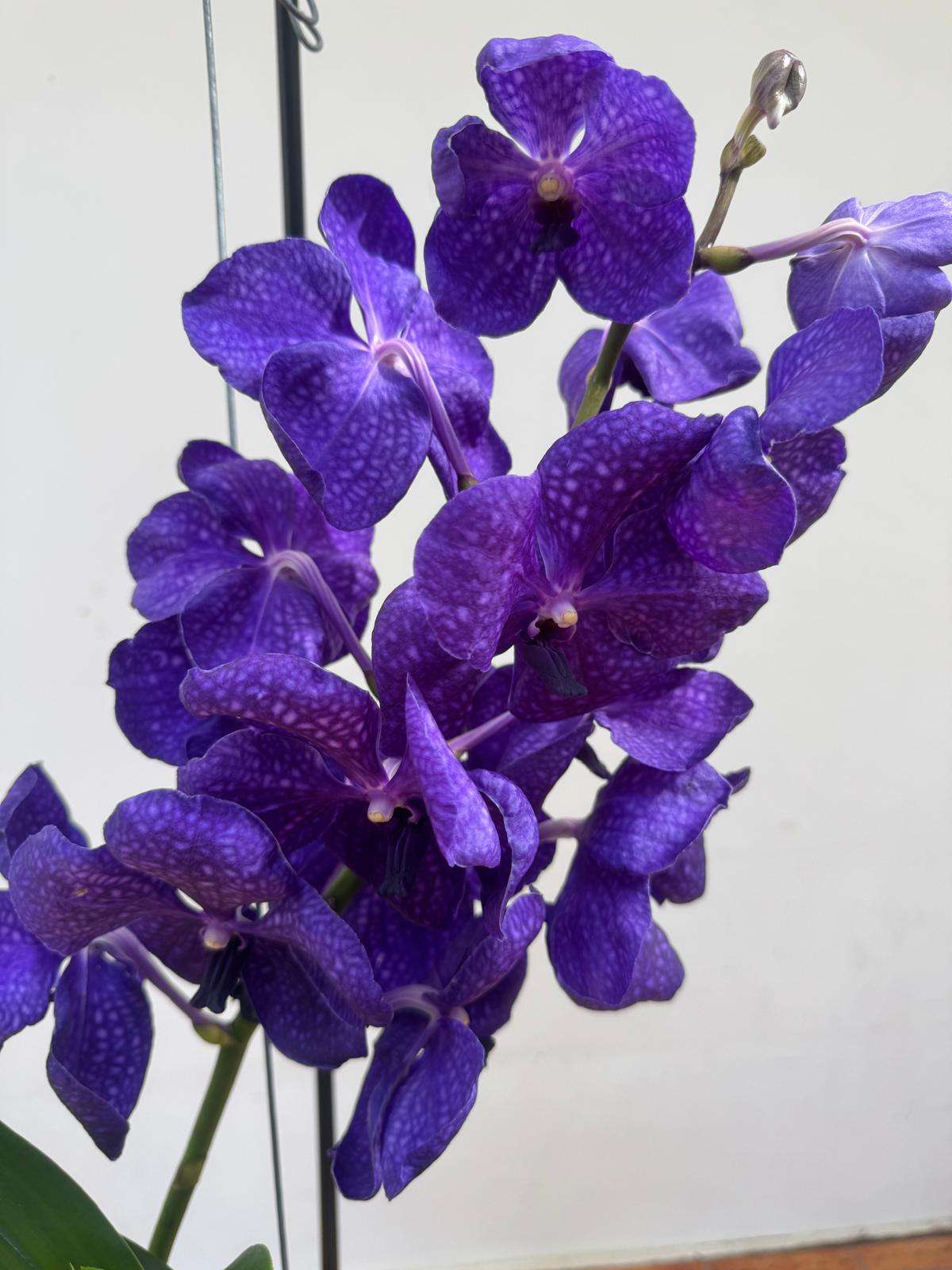 Vanda Hybriden