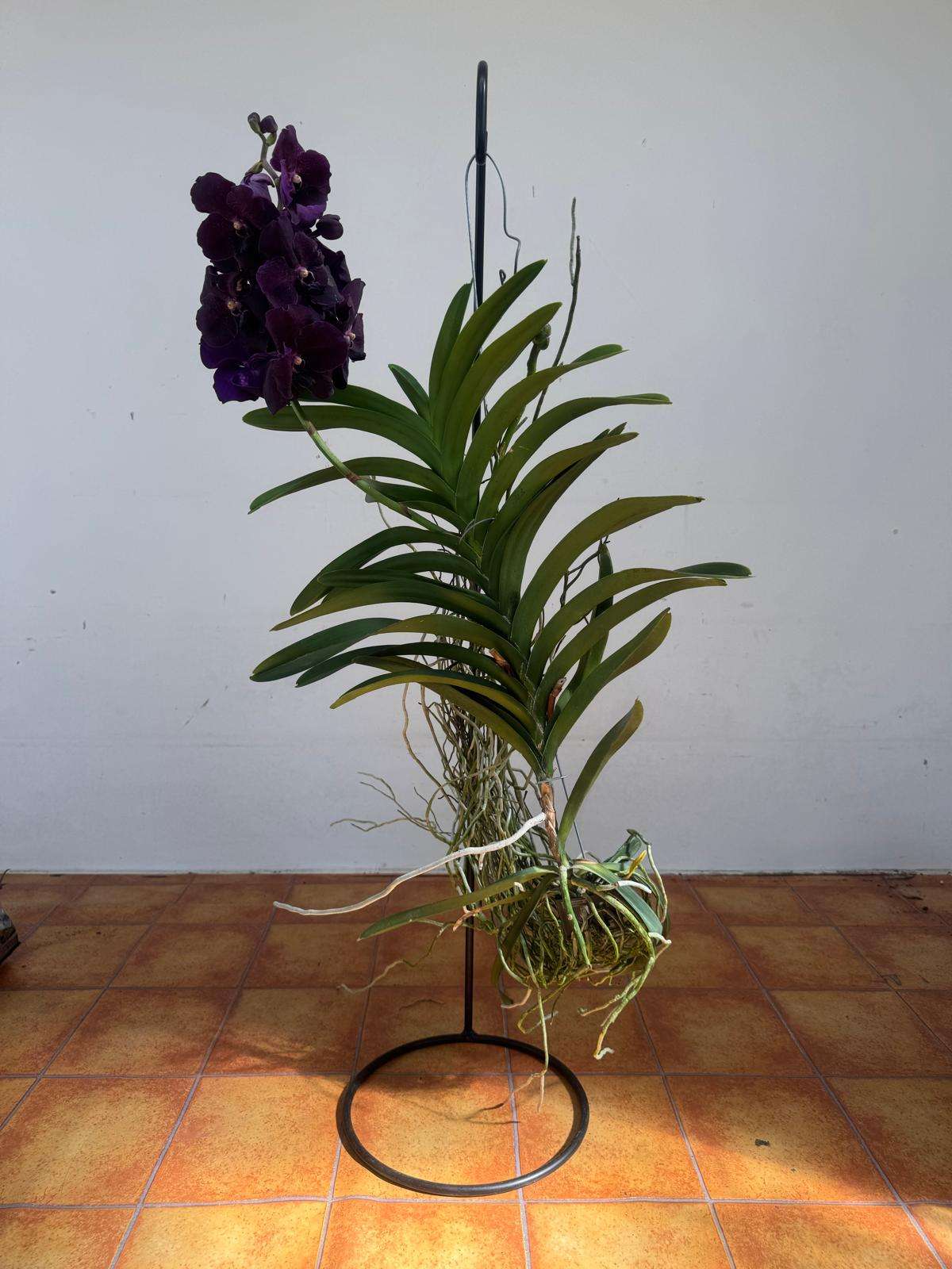 Vanda Hybriden - Image 2