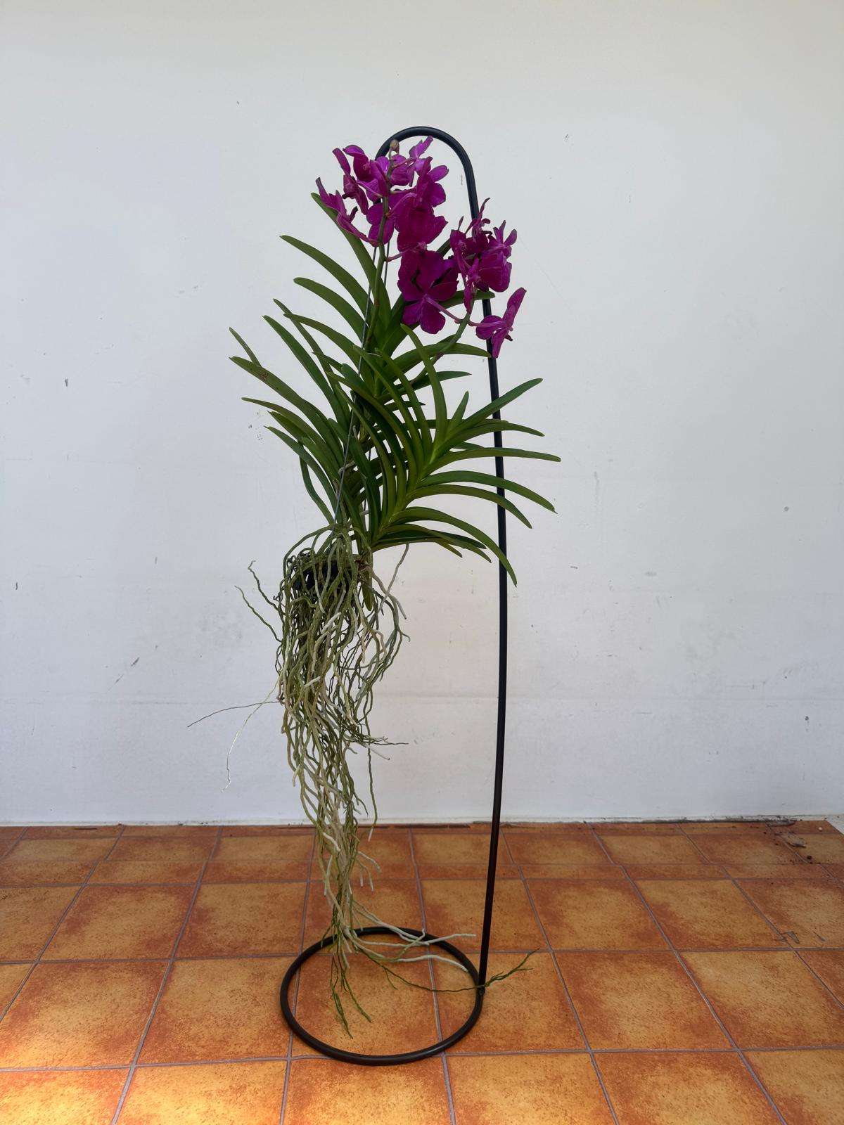 Vanda Hybriden - Image 2
