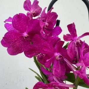 Vanda Hybriden