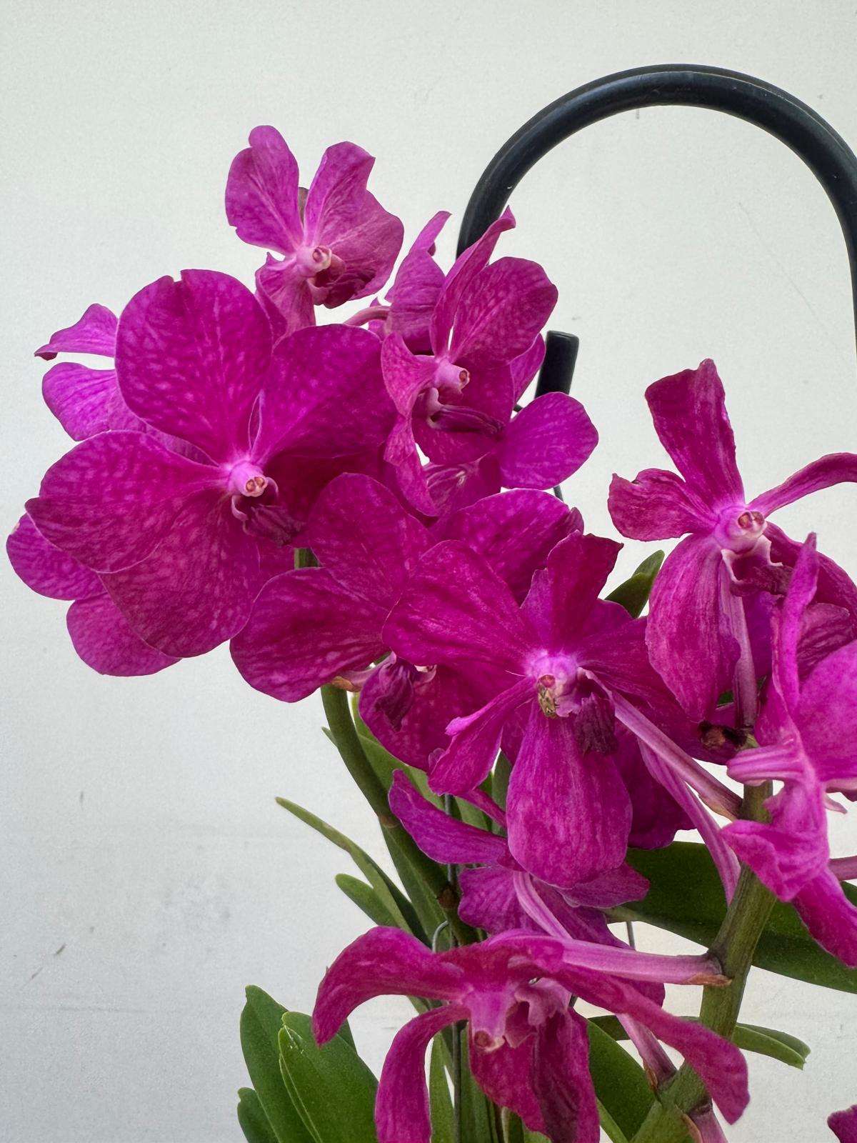 Vanda Hybriden
