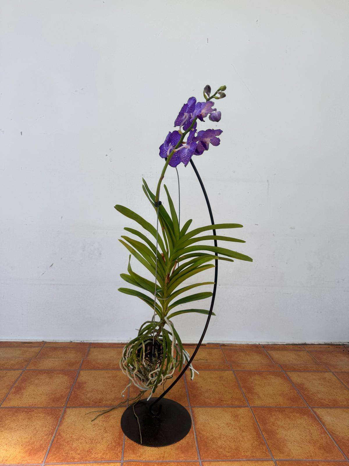 Vanda Hybriden - Image 2