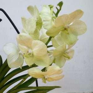 Vanda Hybriden