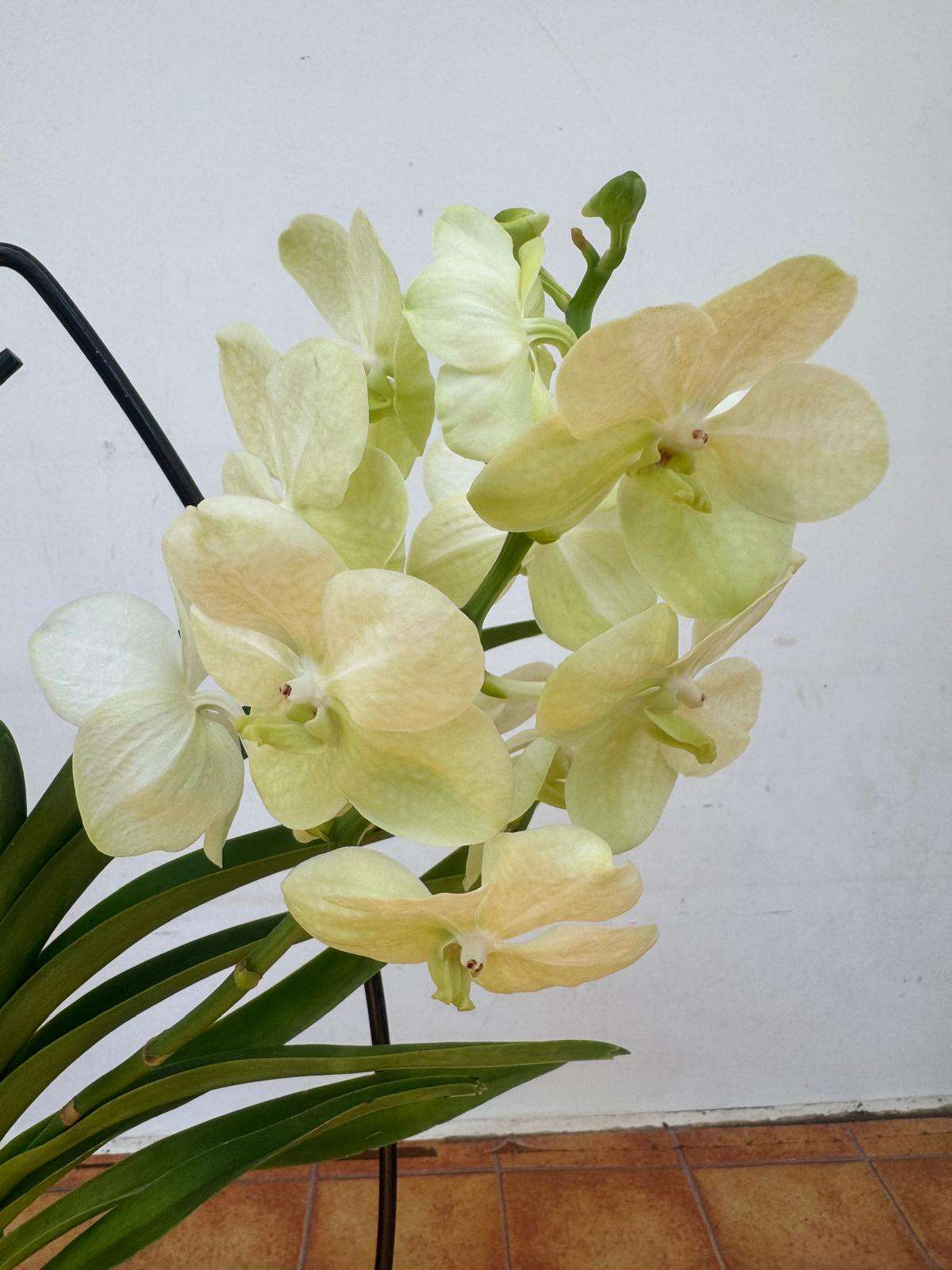 Vanda Hybriden