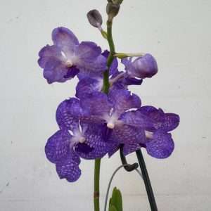 Vanda Hybriden
