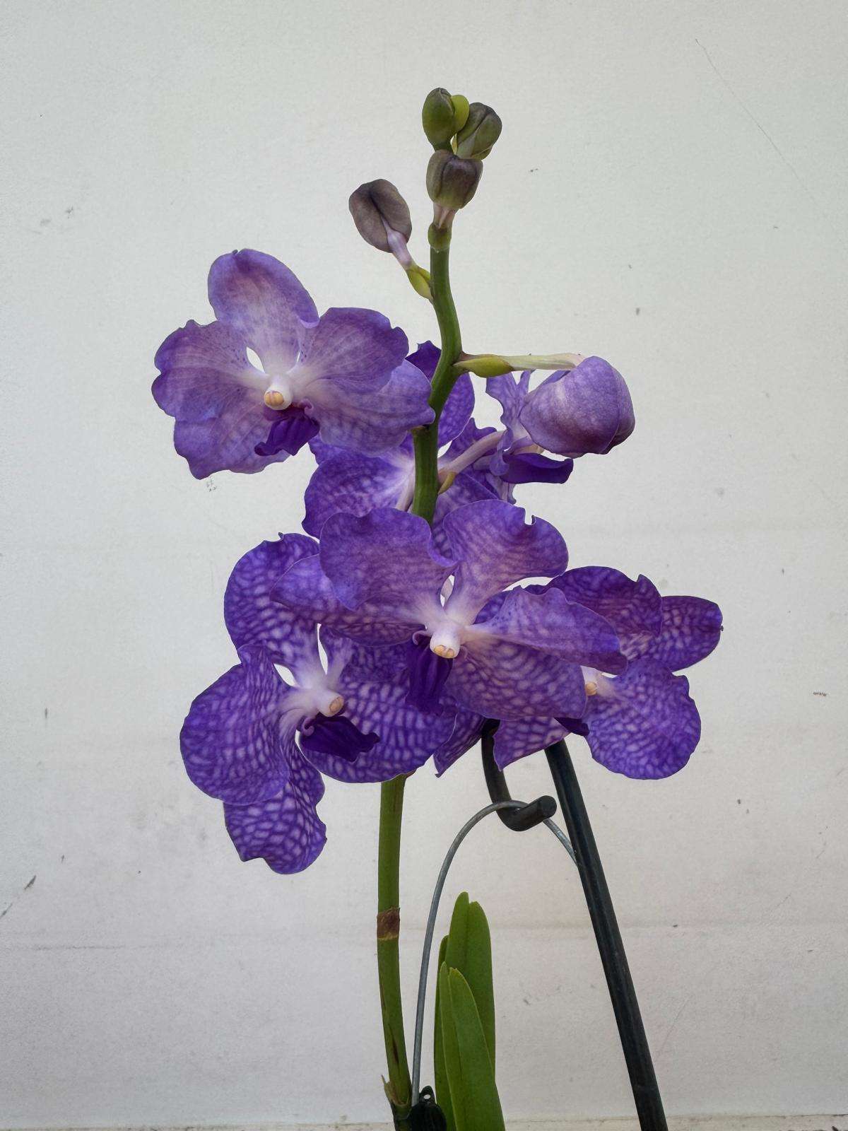 Vanda Hybriden