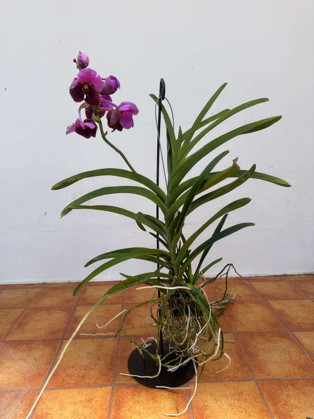 Vanda Hybriden - Image 2