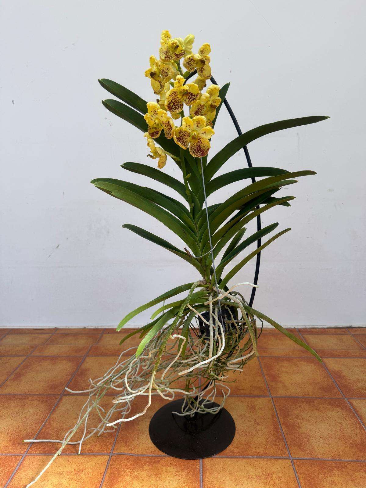 Vanda Hybriden - Image 2