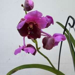 Vanda Hybriden