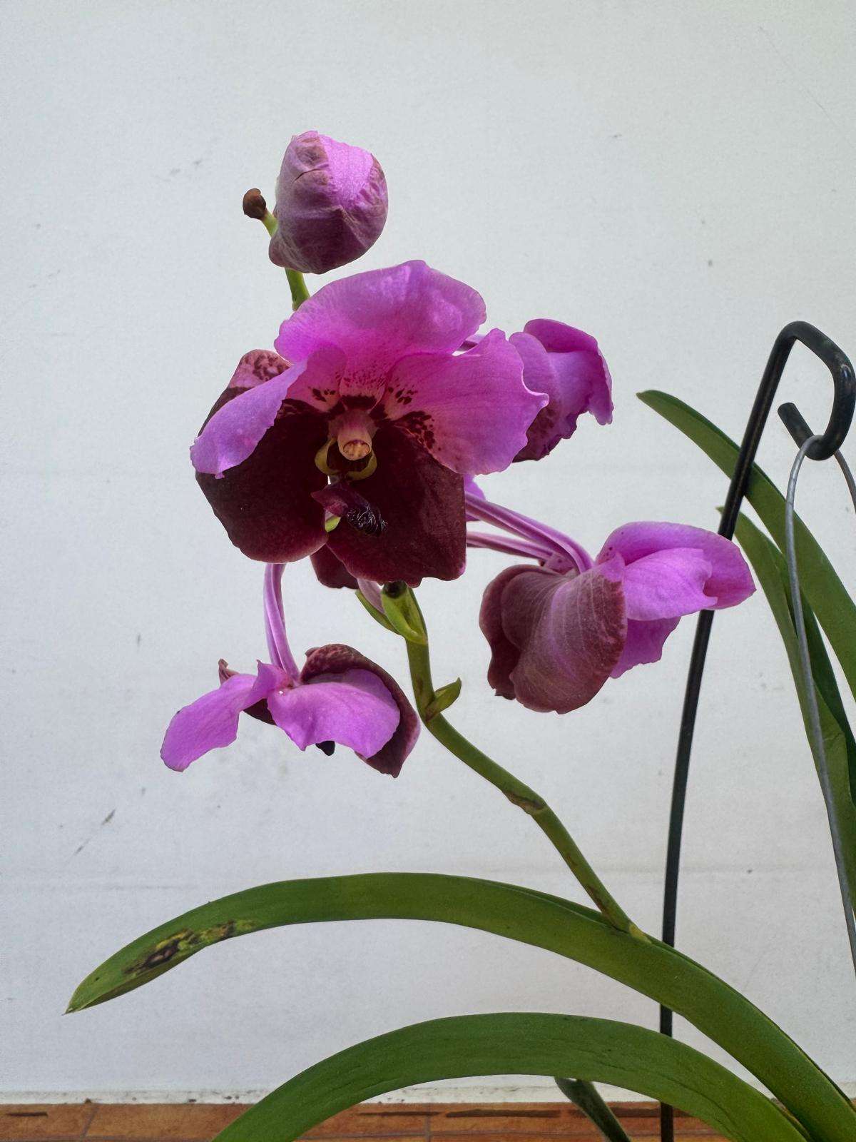 Vanda Hybriden