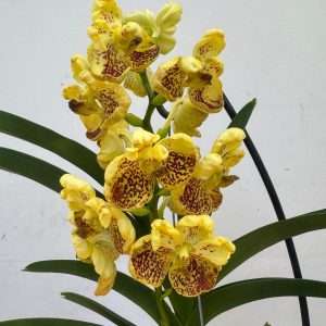 Vanda Hybriden