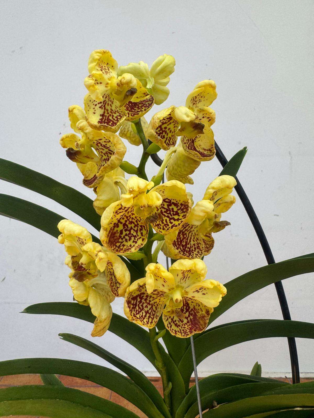 Vanda Hybriden
