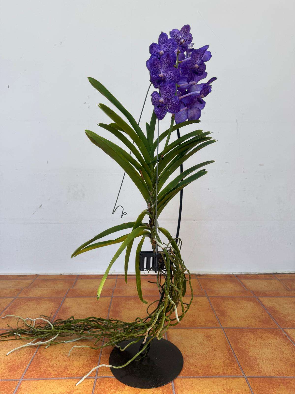 Vanda Hybriden - Image 2