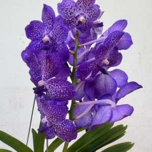 Vanda Hybriden