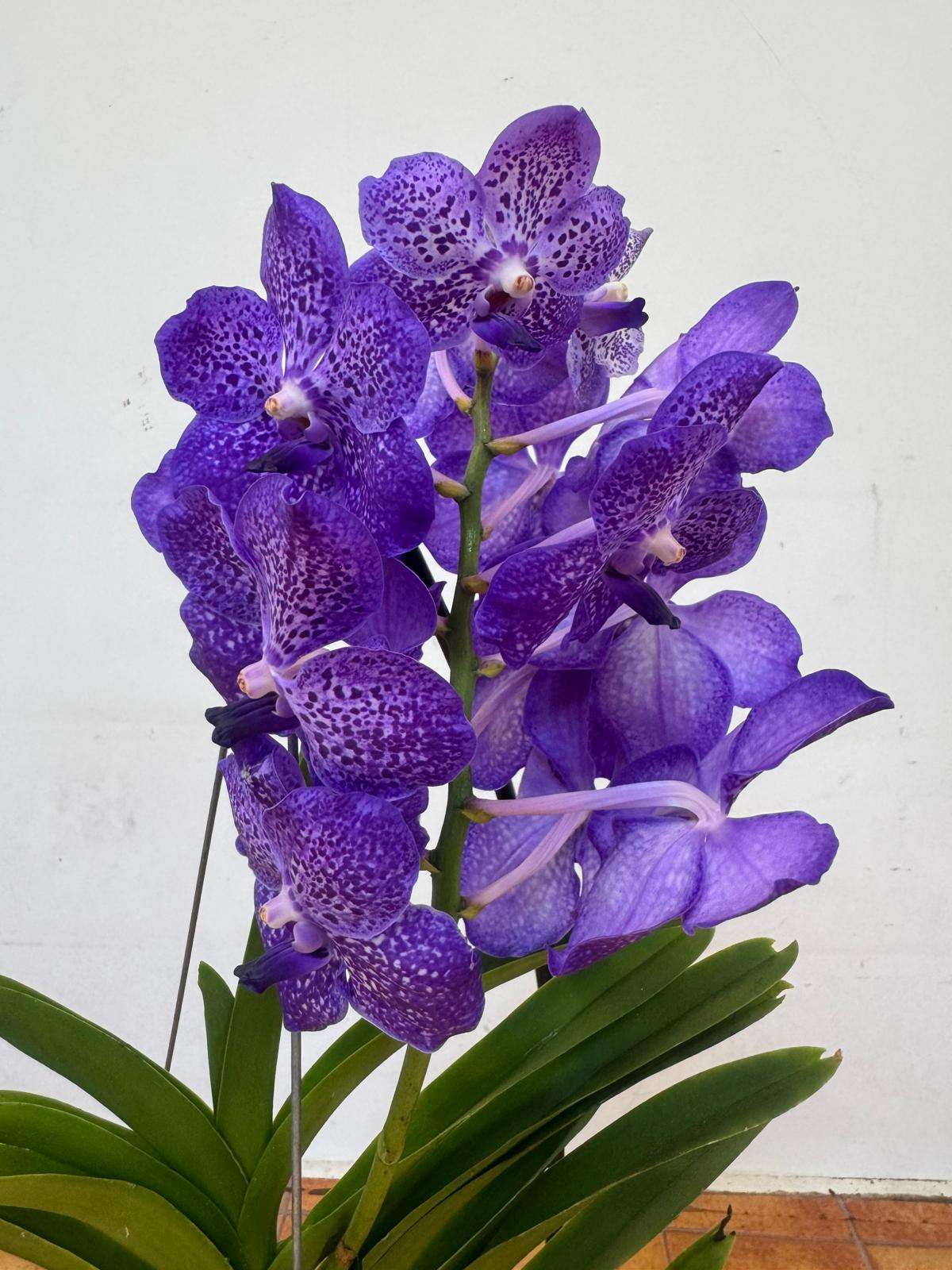 Vanda Hybriden