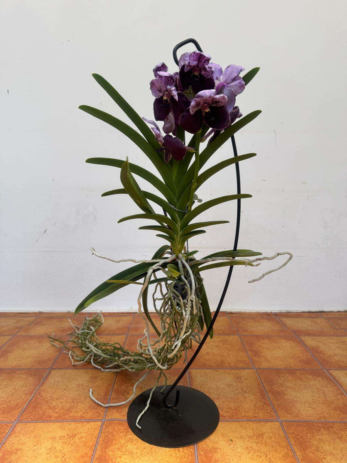 Vanda Hybriden - Image 2