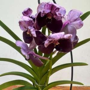 Vanda Hybriden