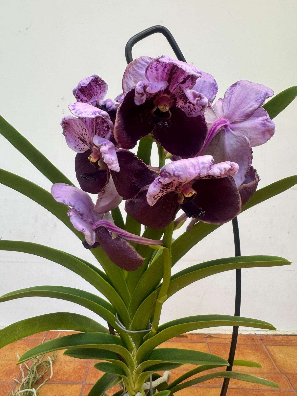Vanda Hybriden