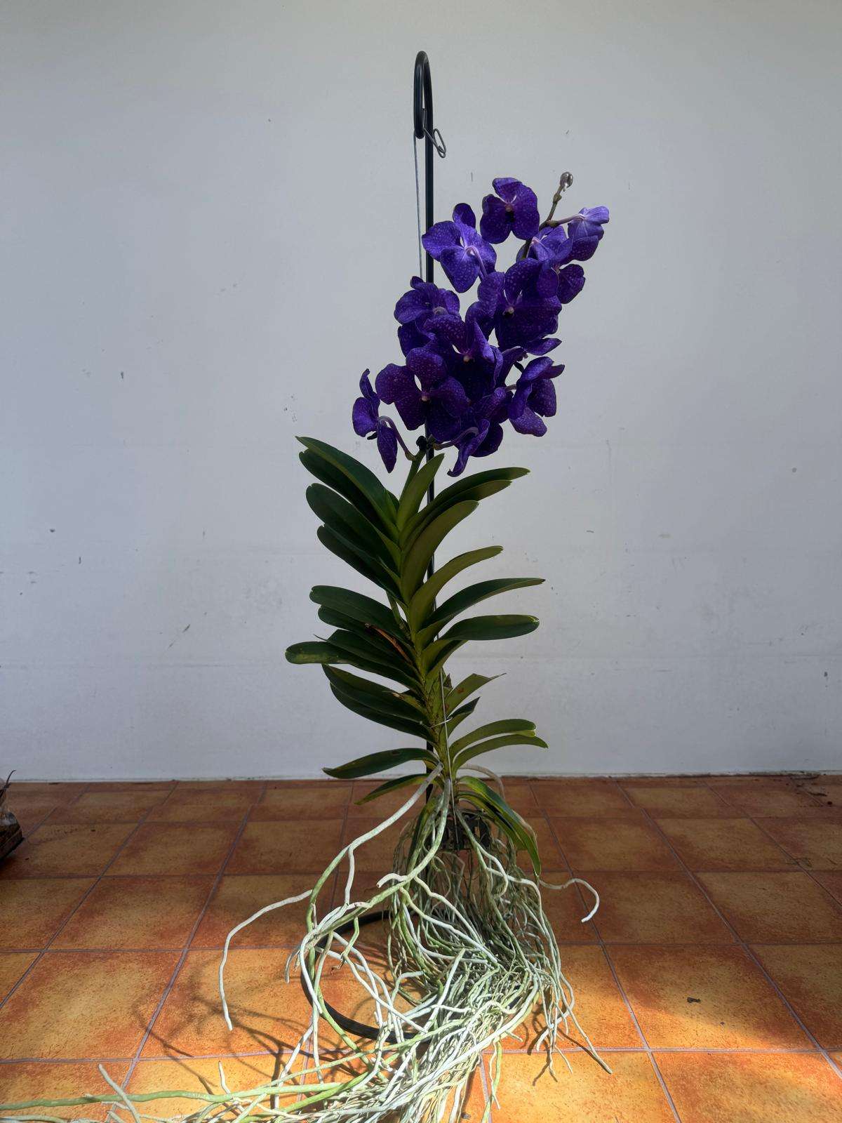 Vanda Hybriden - Image 2