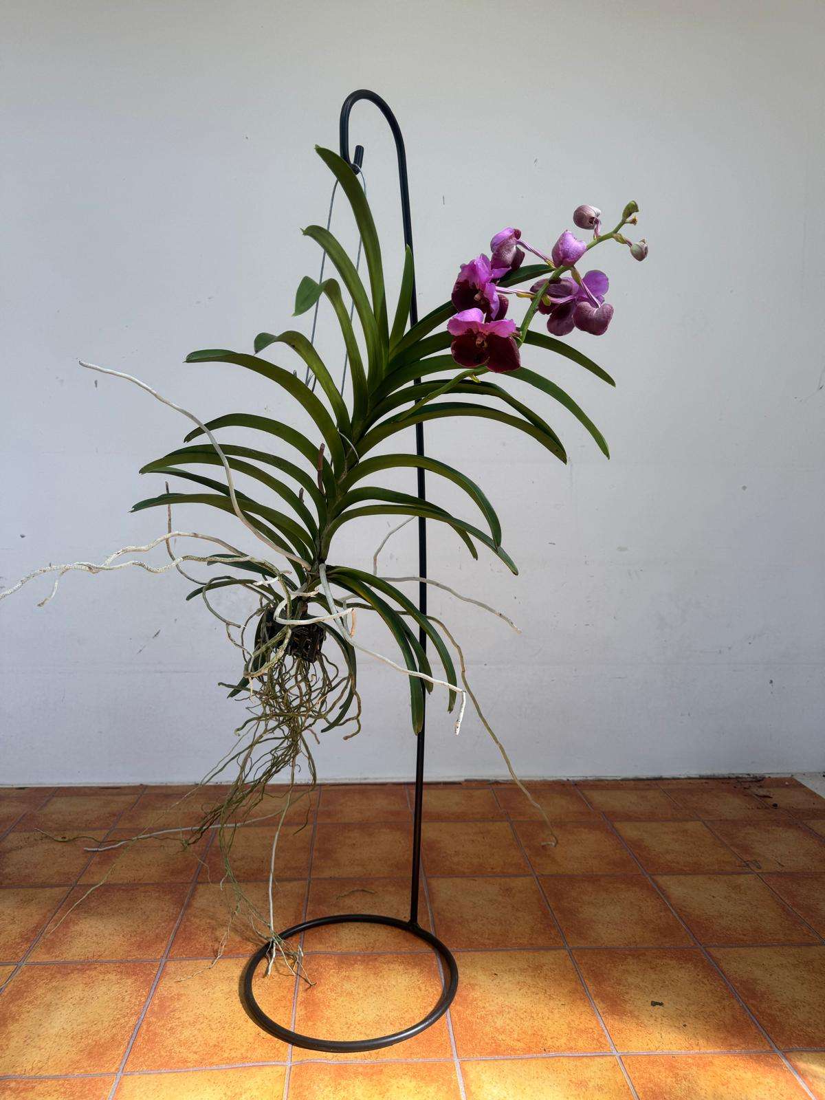 Vanda Hybriden - Image 2