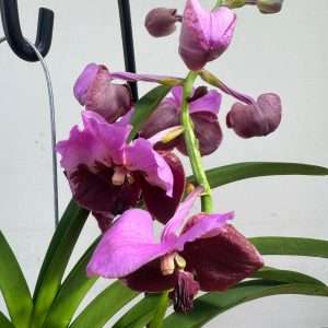 Vanda Hybriden