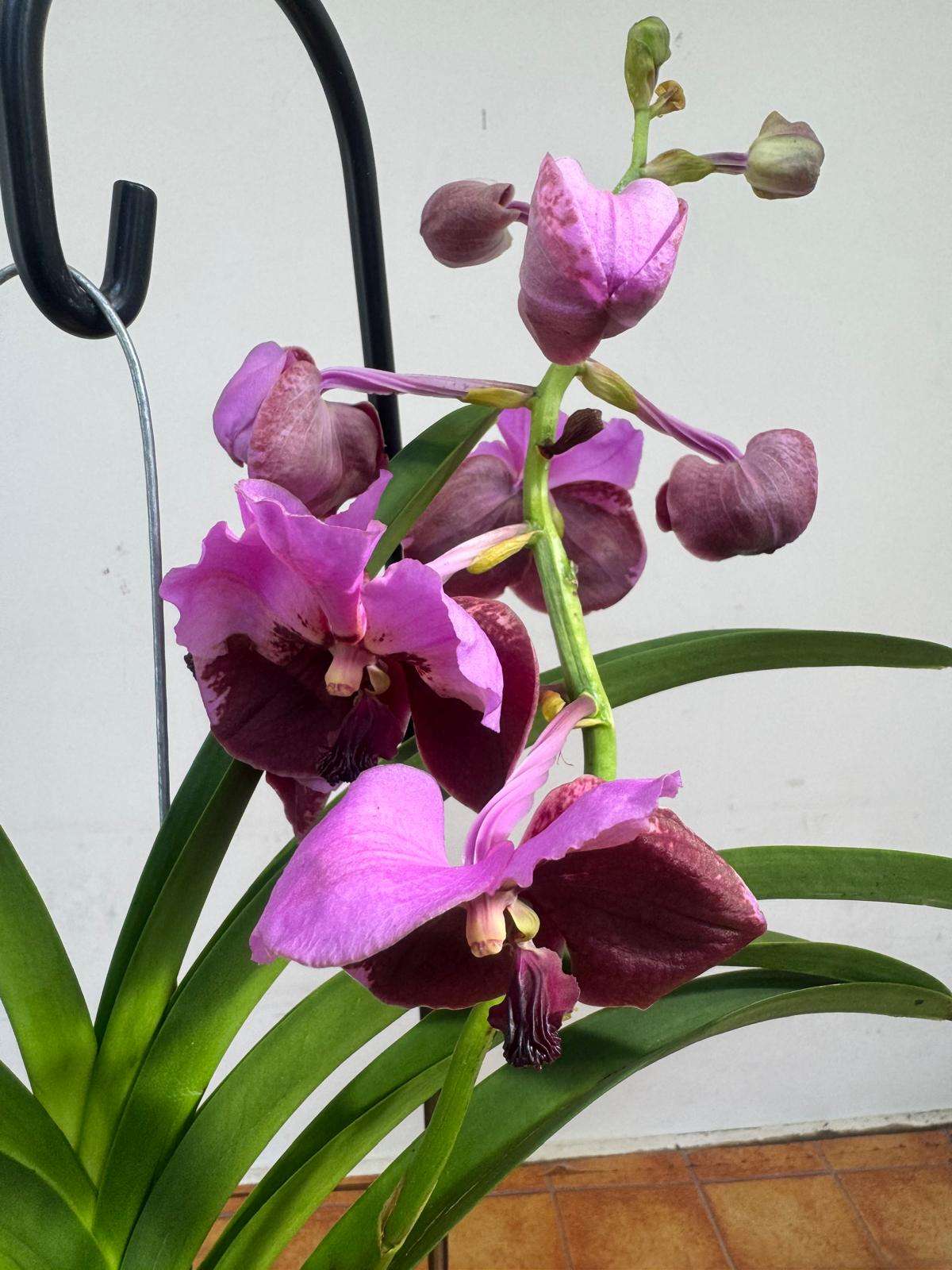 Vanda Hybriden