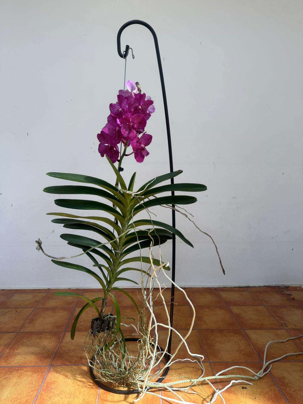 Vanda Hybriden - Image 2