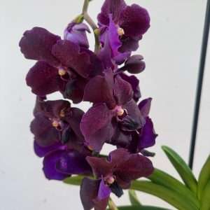 Vanda Hybriden
