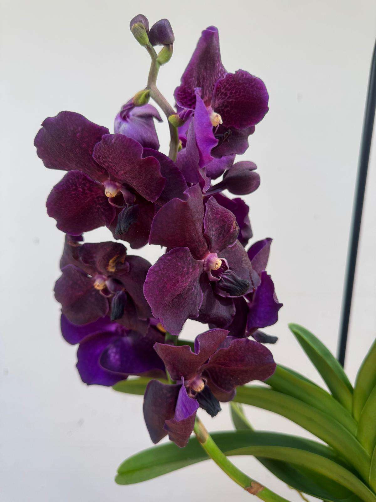 Vanda Hybriden