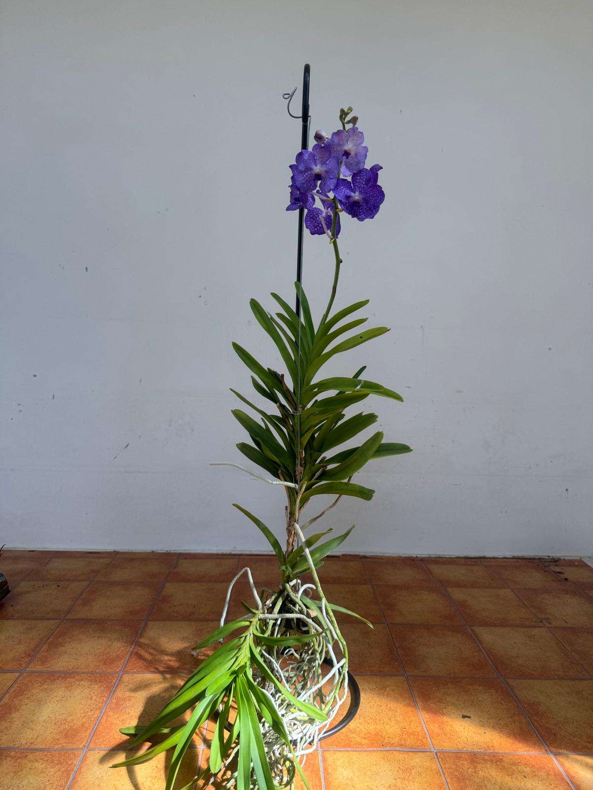 Vanda Hybriden - Image 2