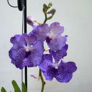 Vanda Hybriden
