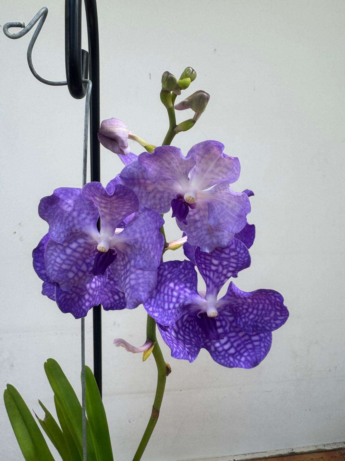 Vanda Hybriden