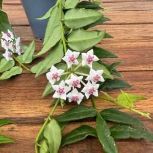 Hoya 'Bella' - V.12