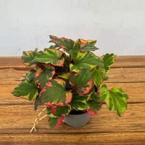 Houttuynia Cordata - V.10