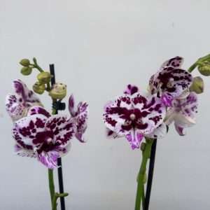 Phalaenopsis 2 Hastes - V.12