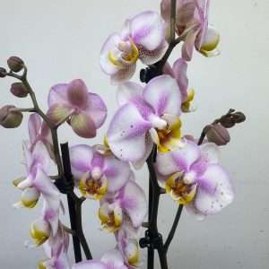 Phalaenopsis 2 Hastes - V.12