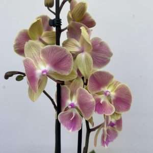 Phalaenopsis 2 Hastes - V.12