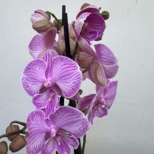 Phalaenopsis 2 Hastes - V.12