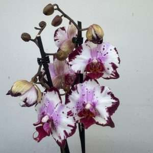 Phalaenopsis 2 Hastes - V.12