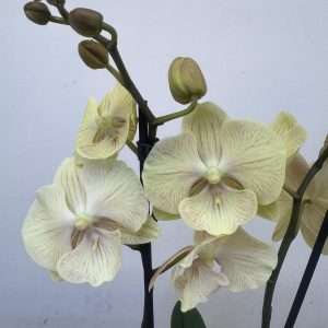Phalaenopsis 2 Hastes - V.12