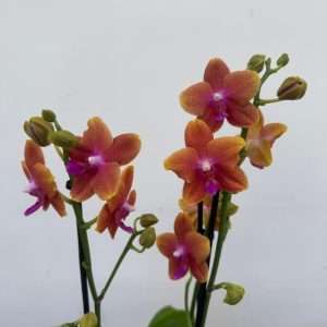 Phalaenopsis 2 Hastes - V.12