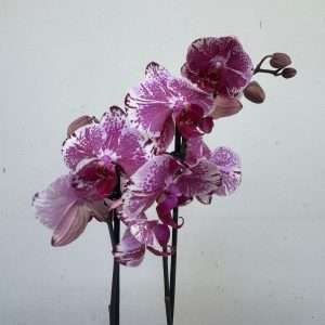 Phalaenopsis 2 Hastes - V.12