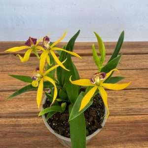 Encyclia Radiata 'Amarela' - V.12